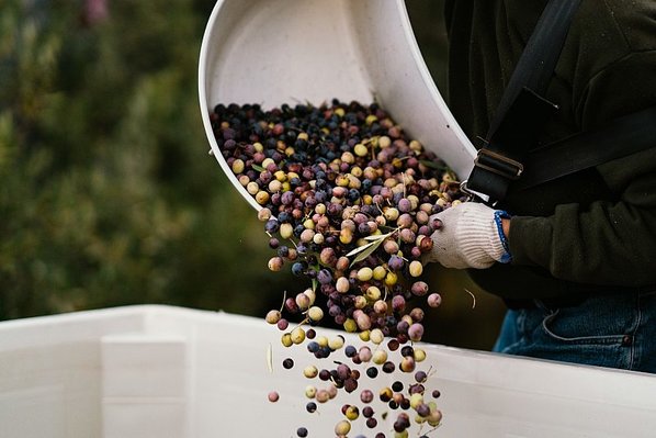 Different colored olives are poured from a collection bucket into a large crate