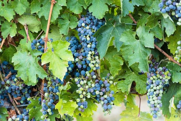 Young grape clusters turn from green to red during veraison