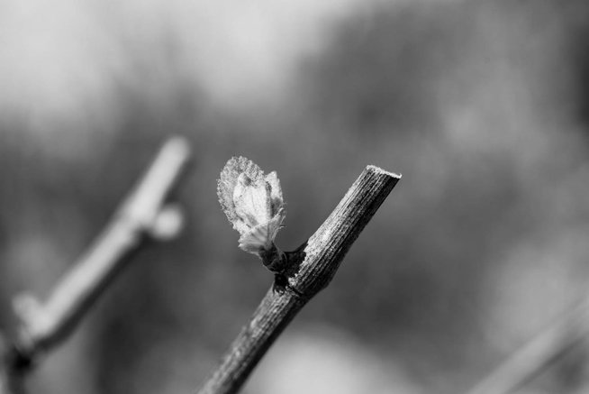A small bud on a grapevine