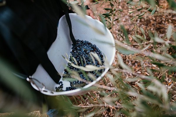 A bucket being used to harvest olives