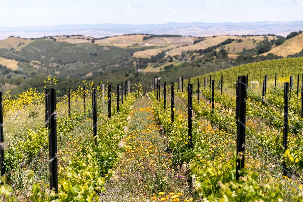 Vineyards with wildflower ground cover 