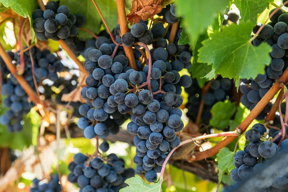 A closeup of red grape clusters on the vine