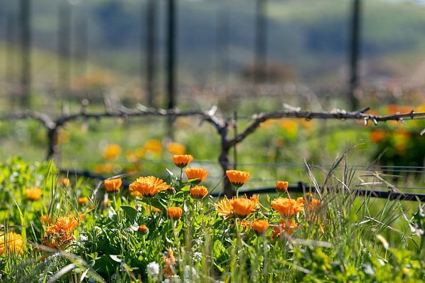 Orange flowers blossoming in the  vineyard