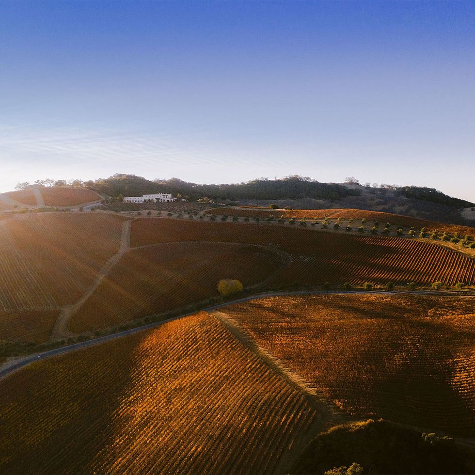 DAOU Estate vineyards at sunset