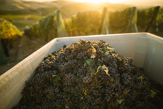 Grapes in a large crate