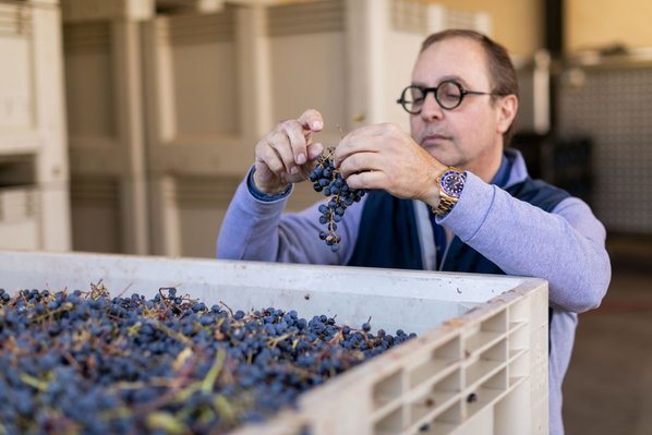 Winemaker inspects grape clusters out of a crate at harvest