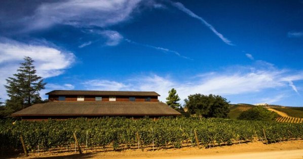 A vineyard with barn in the background