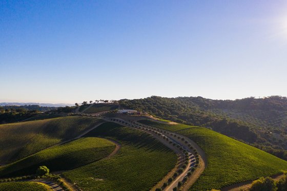 Landscape view of the vineyards at DAOU Mountain at sunset