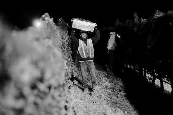 A worker carries harvested grapes