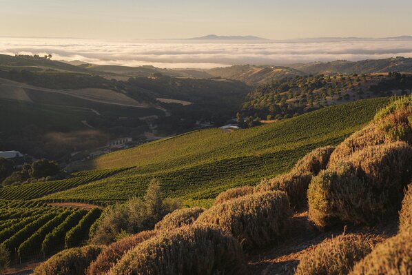 A vineyard with barn in the background