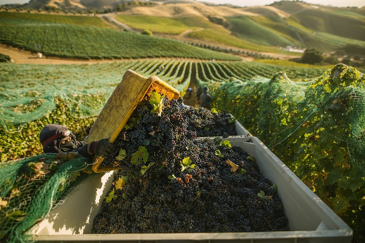 A worker dumps a crate of grapes into large containers for harvest