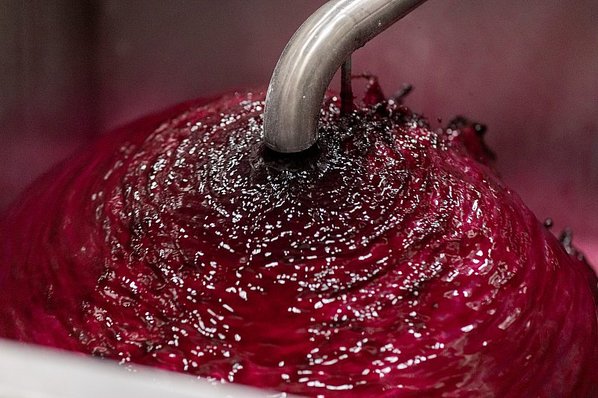 Red wine grape juice at pressing