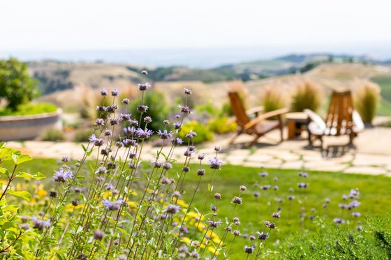 A close up of wildflowers at the DAOU Estate