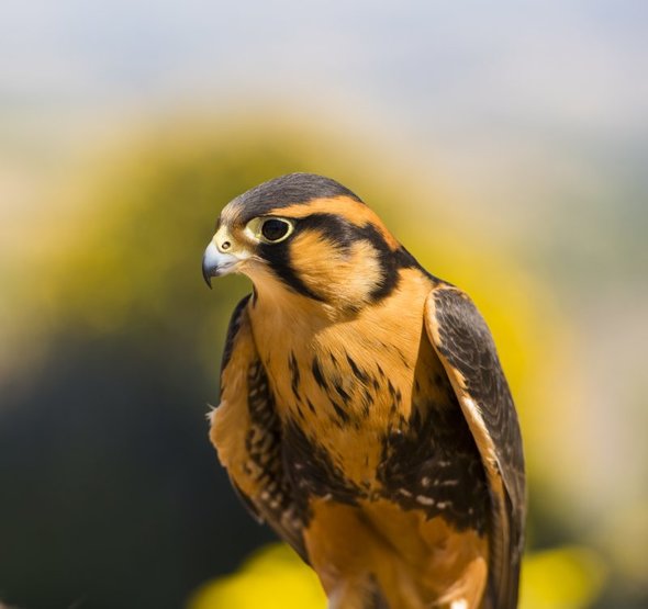 A brown and white bird native to DAOU Mountain