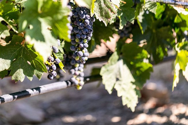 A cluster of grapes on the vine