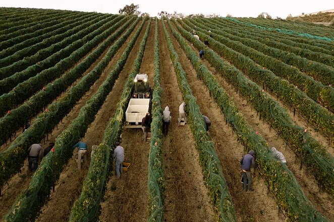 A forklift transports grape harvest grapes in the vineyard