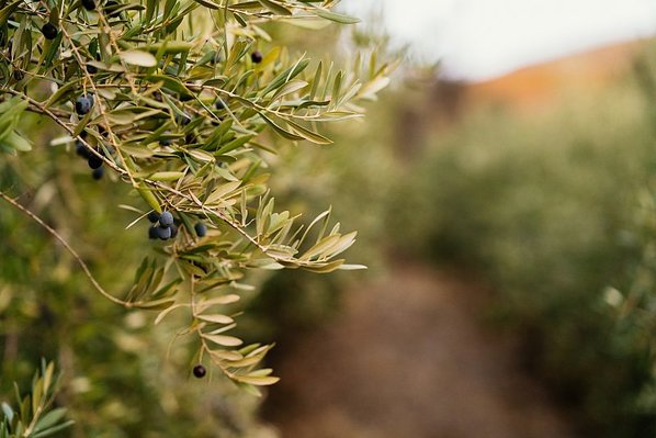 Olives on a tree in a grove