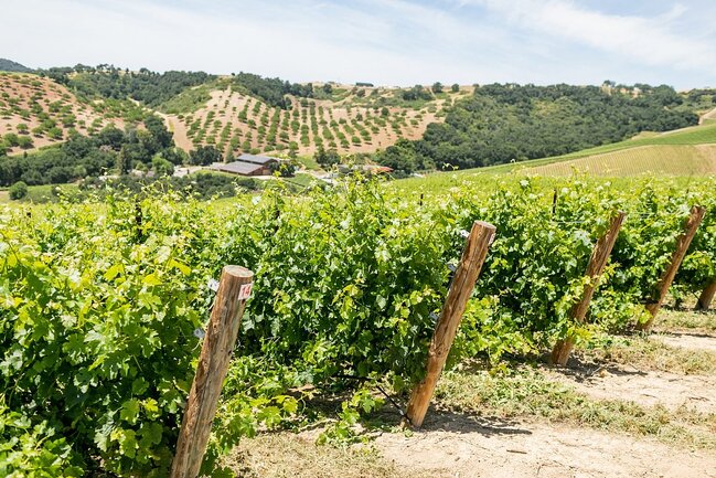Grapevines in summer