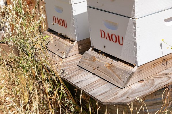 DAOU Mountain bee habitat