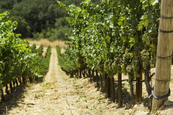 The view from within the rows of grapevines on the vineyard