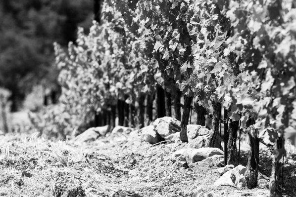 Black and white close up of a row of grapevines