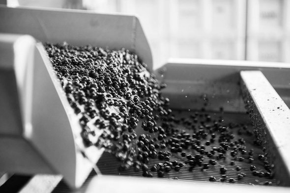 Grapes go through the sorting machine
