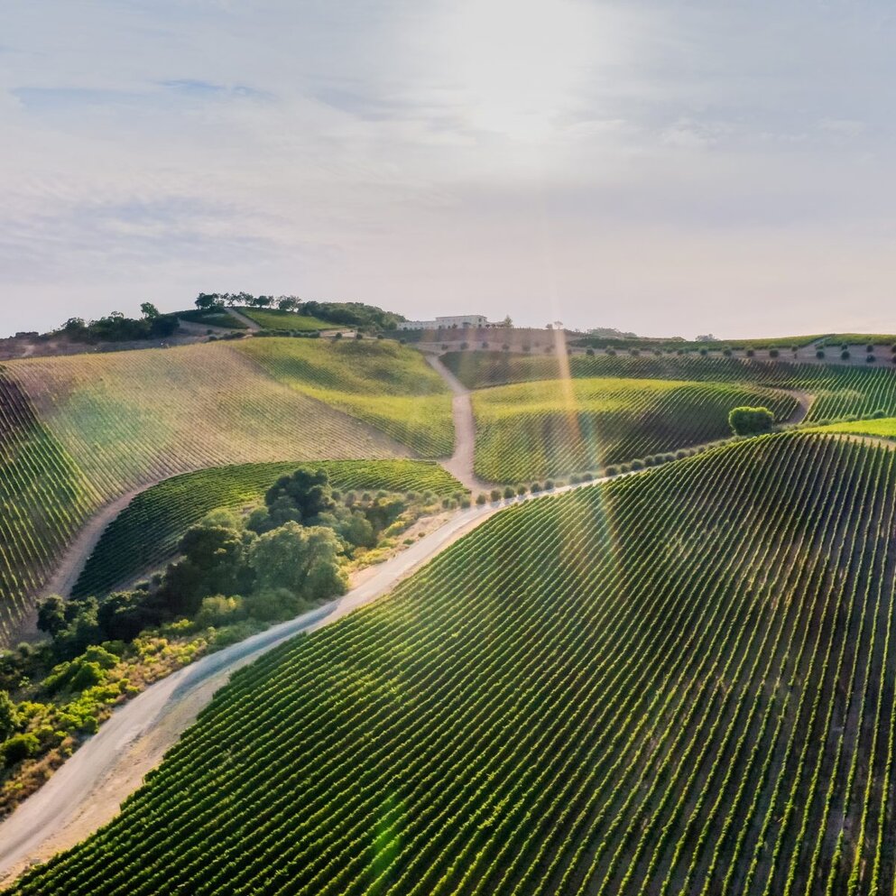 Landscape view of the DAOU Estate