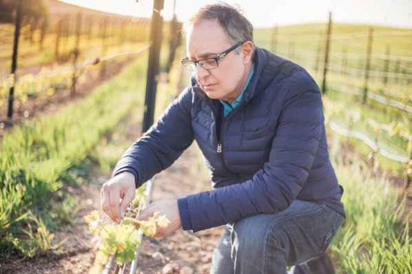 Daniel Daou inspects young grapevines