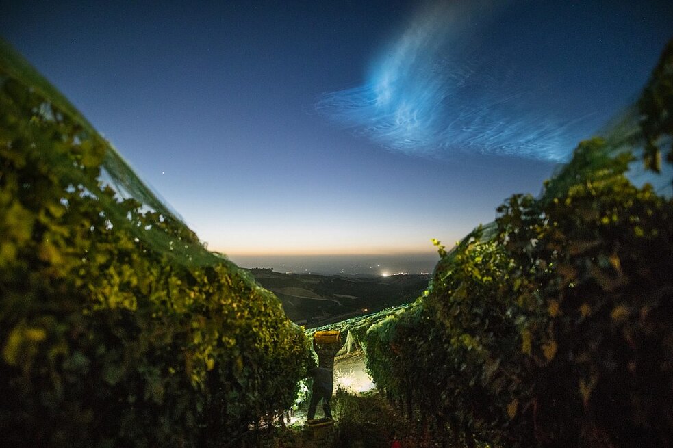 Grape harvest at night