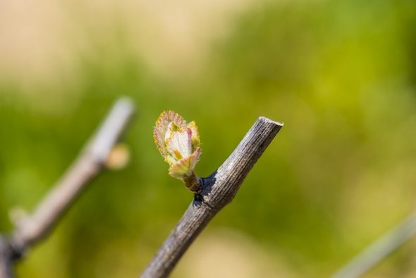 A grape bud breaks on a branch