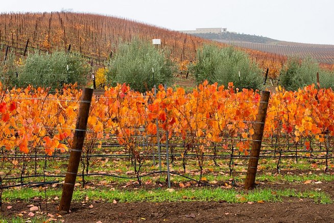 Vineyards in fall