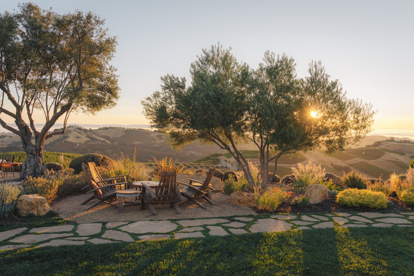 The vineyards of DAOU Mountain