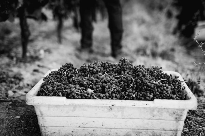 A crate of recently harvested grape clusters