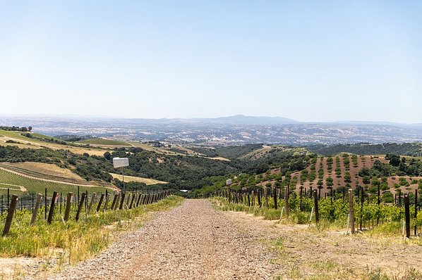 A view of the valley below DAOU Mountain from the vineyard