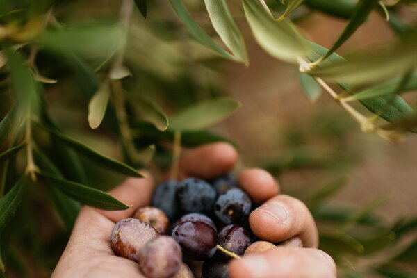 A close up of a grape cluster on the vine