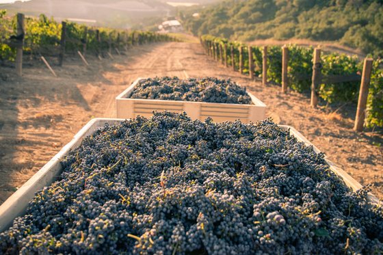 Crates of grapes being harvested in a vineyard.