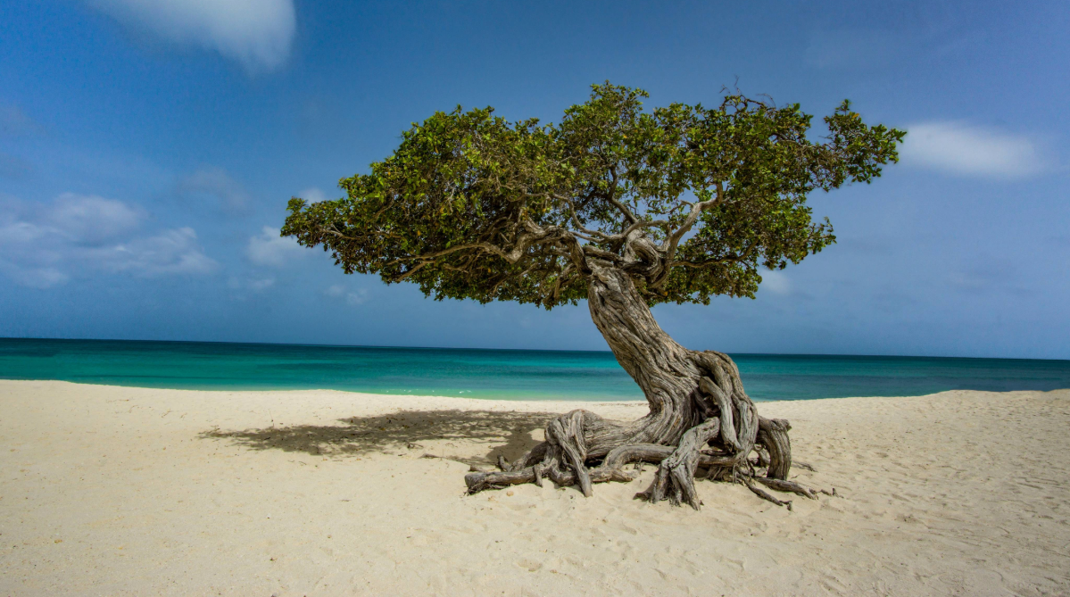 Divi divi tree on Eagle Beach, Aruba