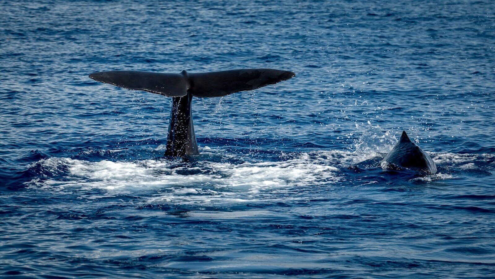 Whale tail showing above a body of water during daytime