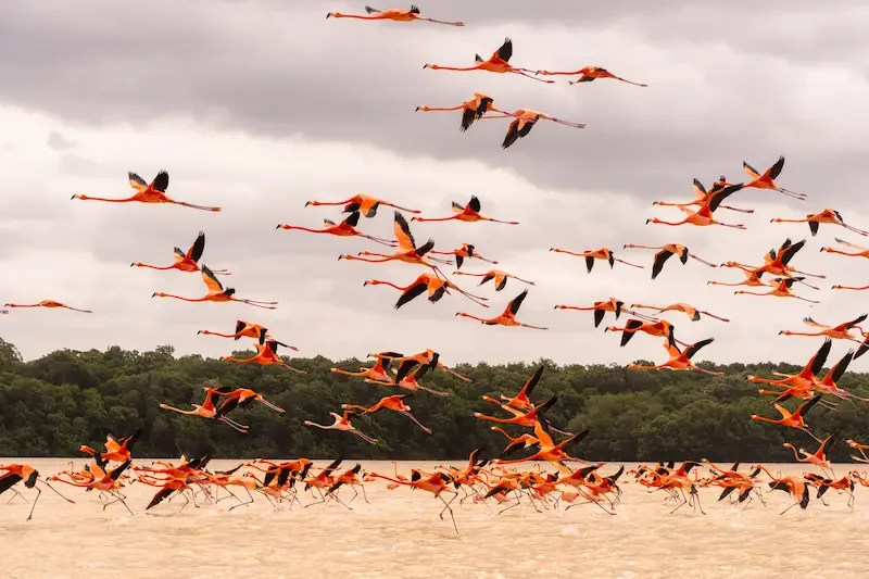 Grupo de flamencos rosados en la Reserva de la Biosfera Ría Celestún, Yucatán, México.