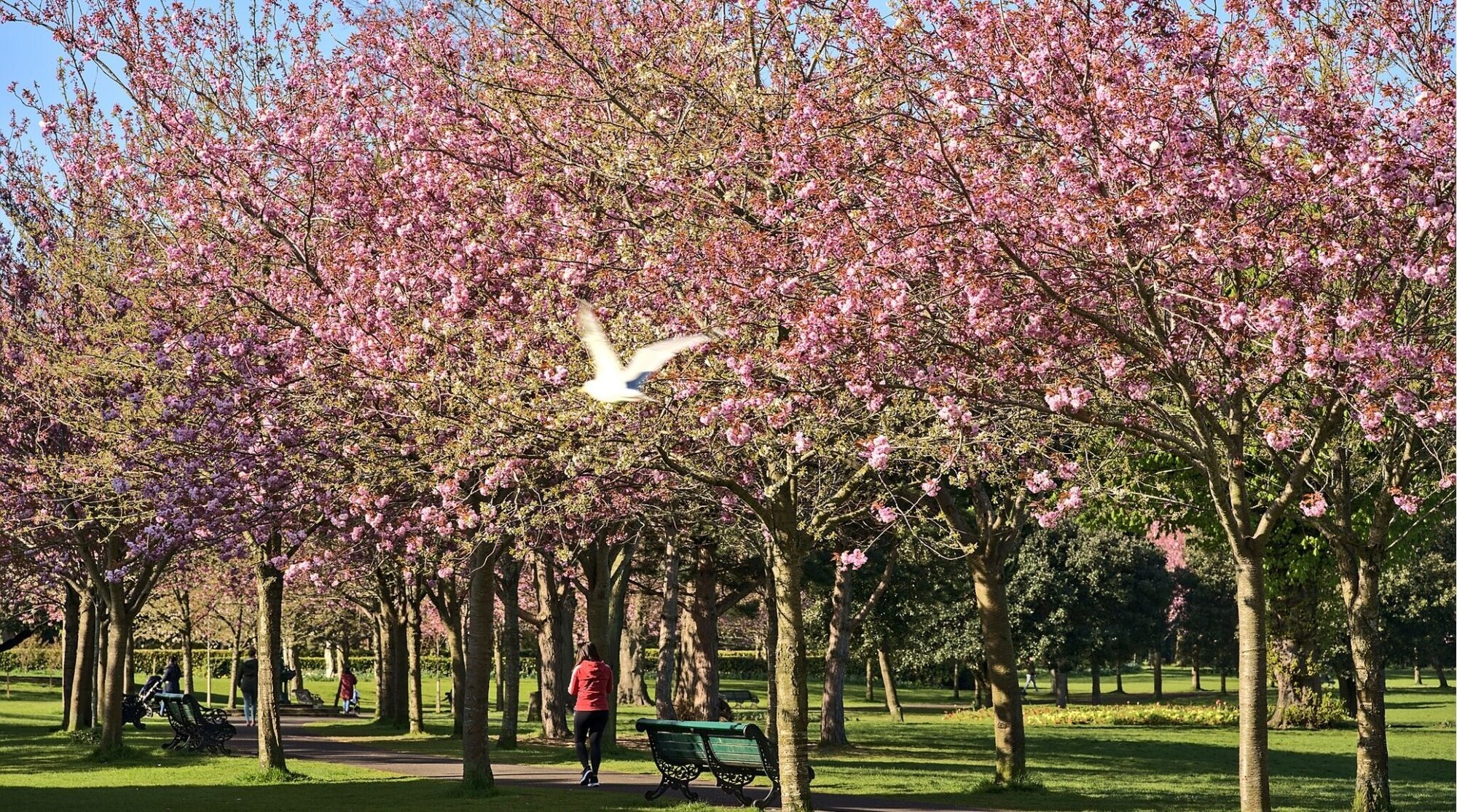 Bela vista de primavera da cereja rosa florescendo em Helbert Park, Dublin.