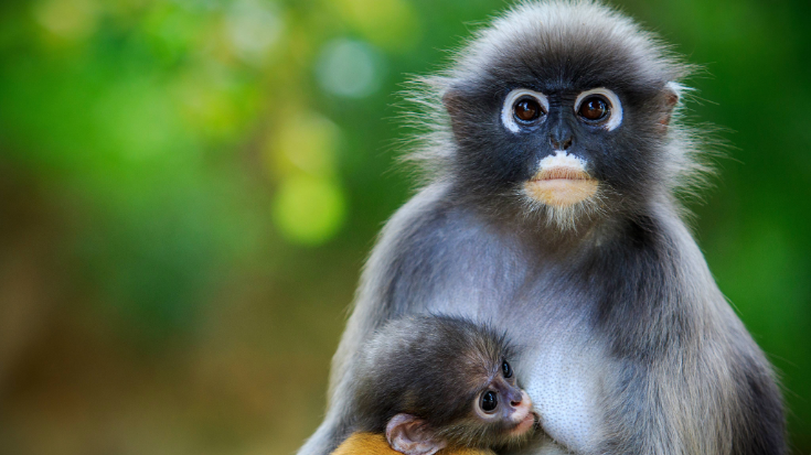 An image of a dusky leaf monkey feeding its young in Thailand against a backdrop of green trees. 