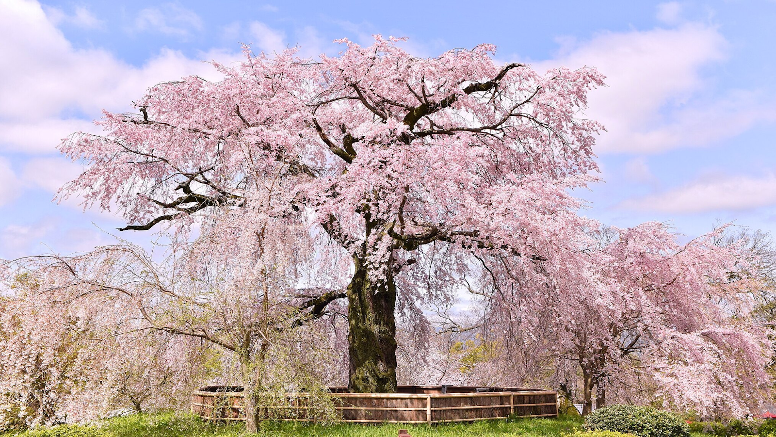 Gion weeping cherry blossoms in Maruyama Park