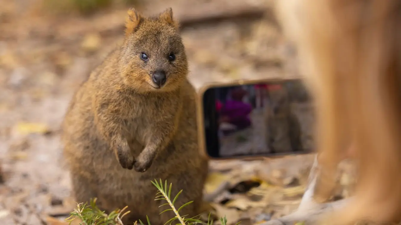 Quokka photographié en gros plan dans son habitat naturel en Australie.