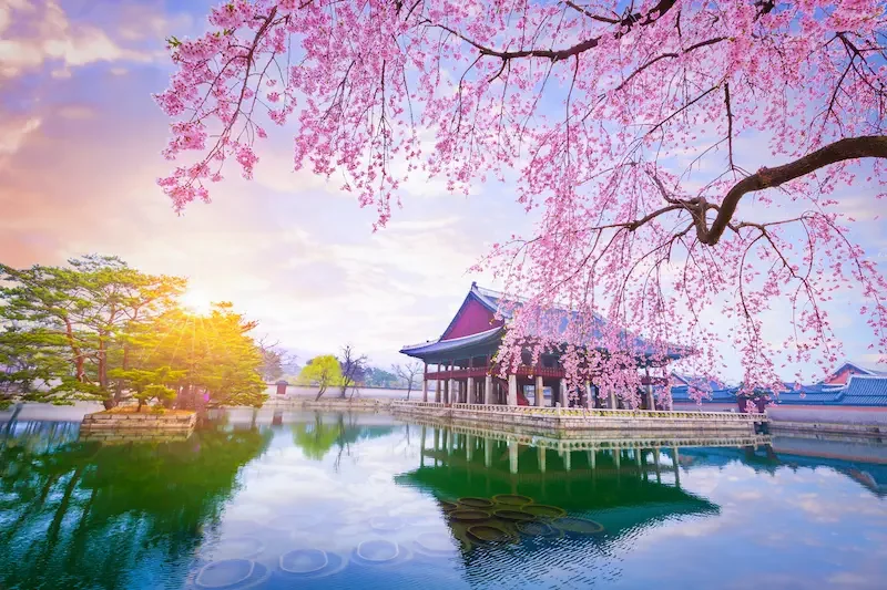 桜が咲き誇る春の景福宮の風景