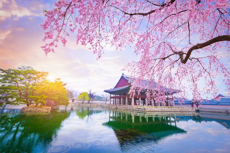 桜が咲き誇る春の景福宮の風景