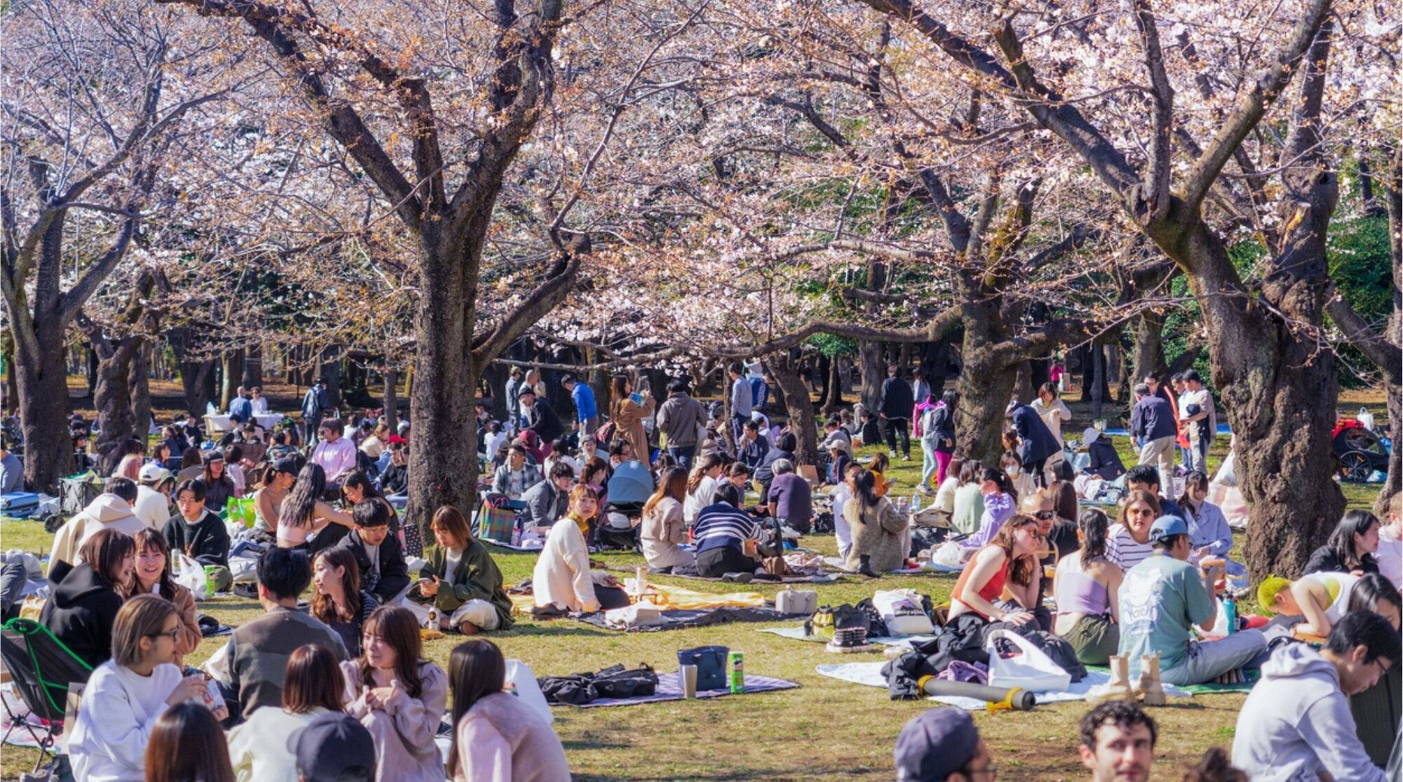Hanami do Parque Yoyogi