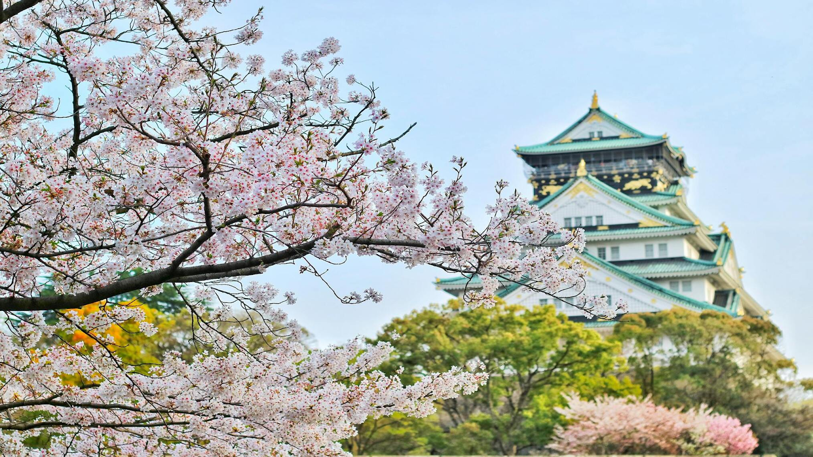 Close-up picture of Cherry Blossom Tree with Osaka Castle in view