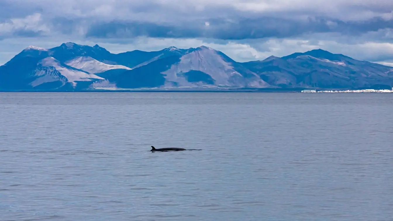 A minke whale swimming in Faxaflói Bay against a mountain backdrop near Reykjavík, Iceland.
