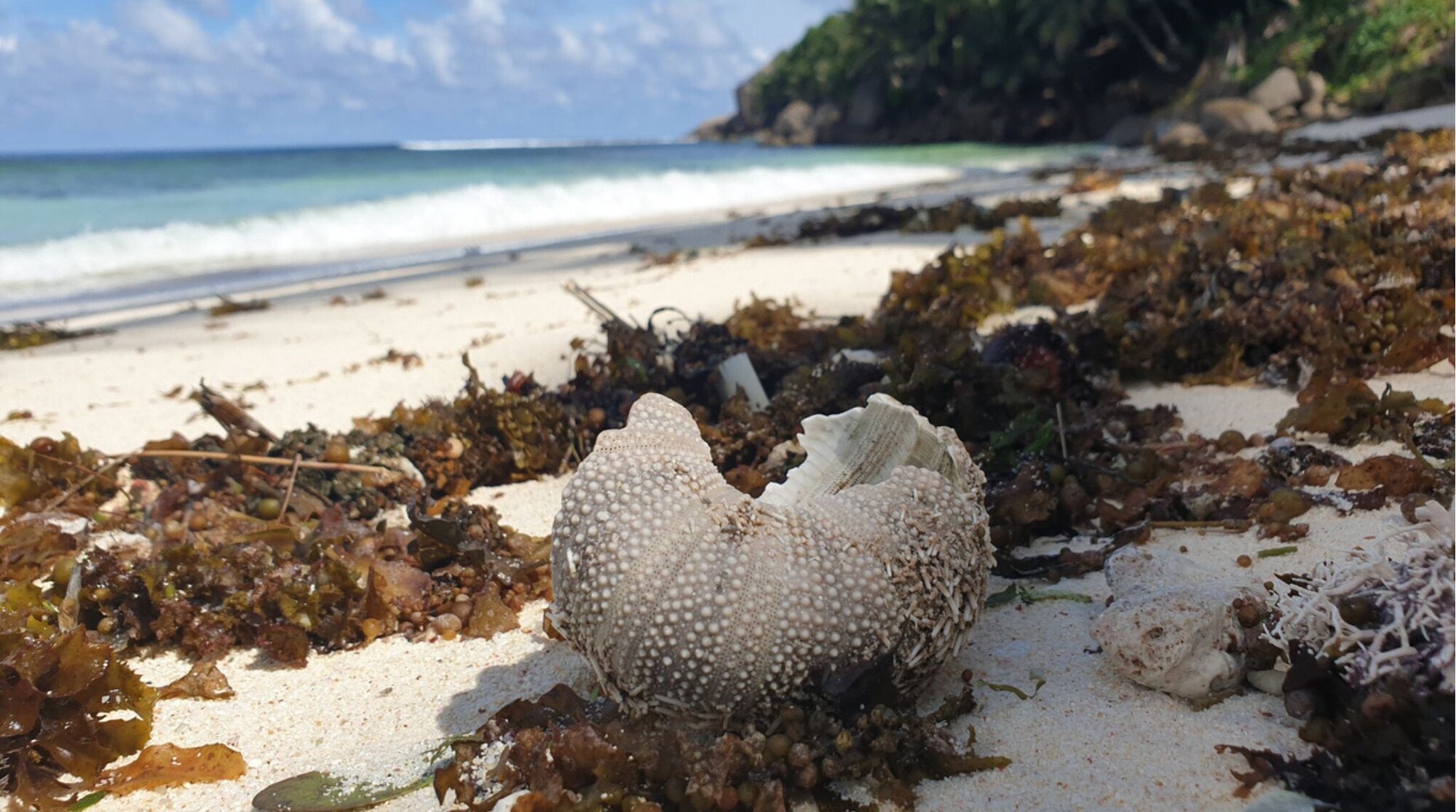 Un tesoro sulla spiaggia delle Seychelles