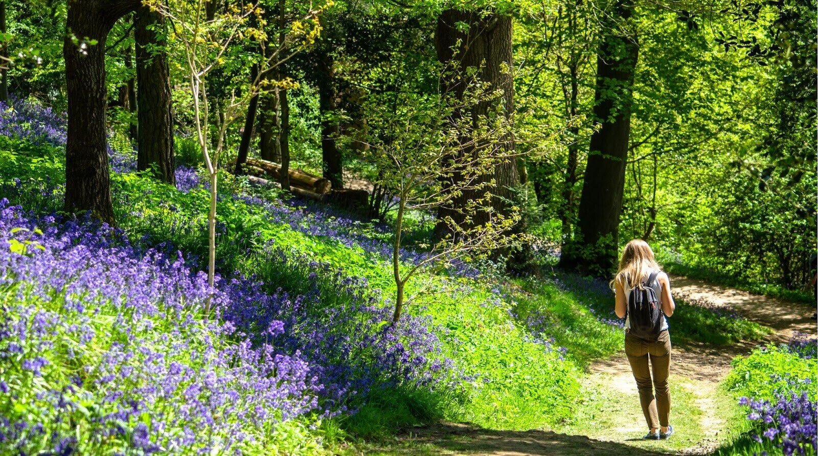 Vista traseira da mulher em plantas de florescência na floresta de Halle, conhecida como Floresta Azul na primavera europeia.